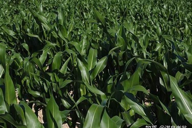 白玉兰花不开花,需要施什么肥？