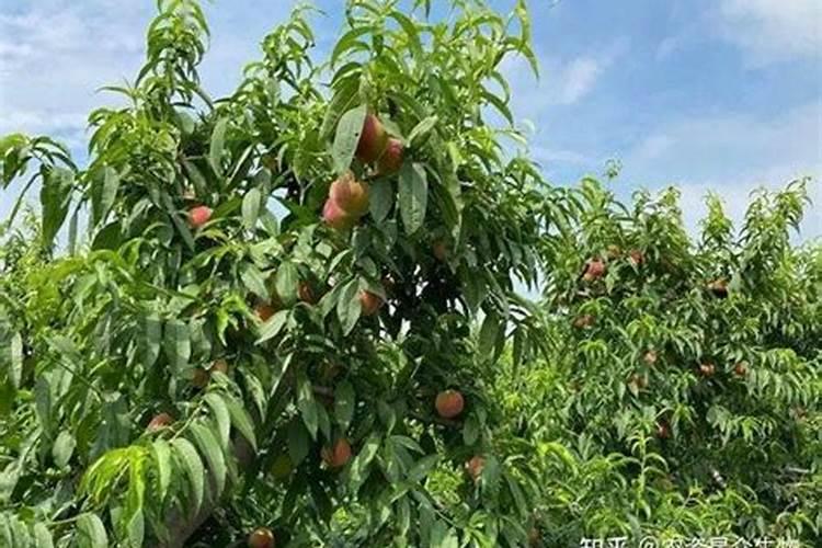 桃子下完果后肥料啥补完？暖棚