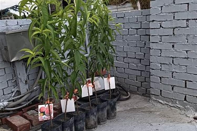 果树叶面肥有哪些