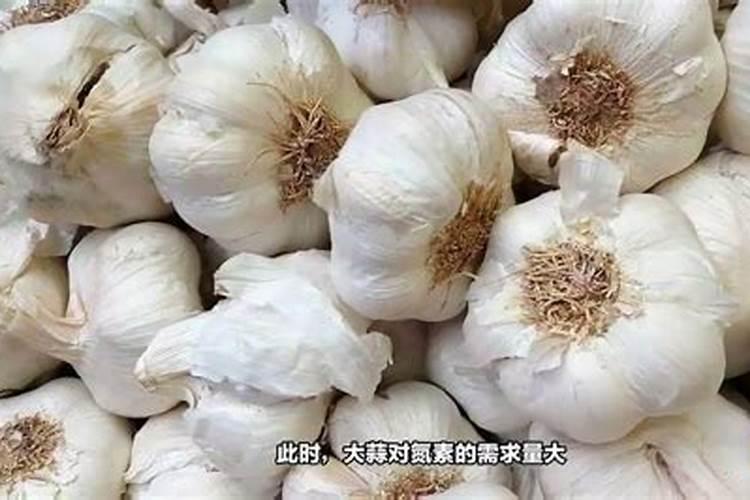 大蒜追施尿素最佳时期