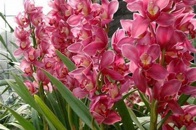 大花蕙兰怎么施肥