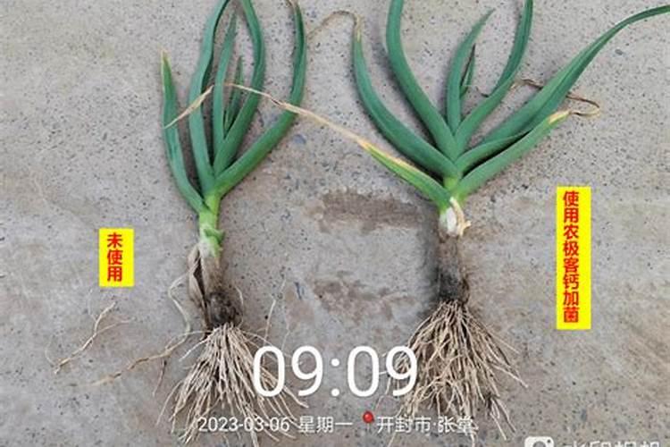 胺鲜乙烯利对玉米四至五叶能打药吗