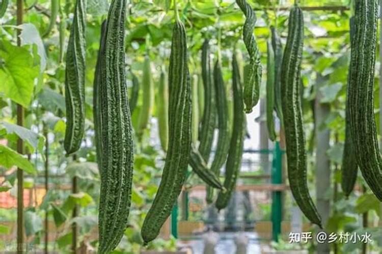 荔枝施什么肥料最好