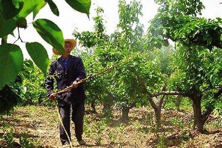 微生物菌剂叶面肥用在甘蔗上可以吗