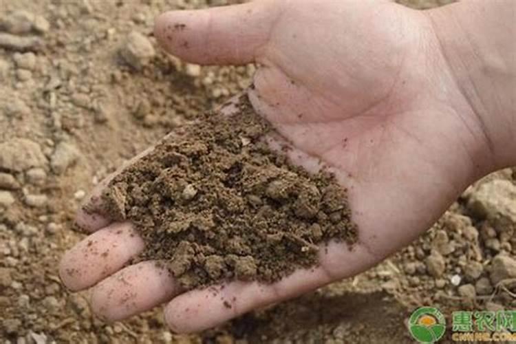 硫酸钾在葡萄种植上的使用方法