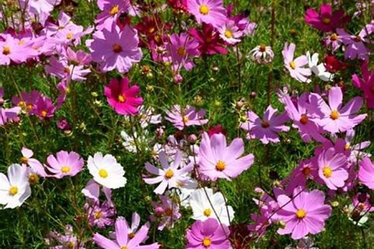 怎样种好跳舞草