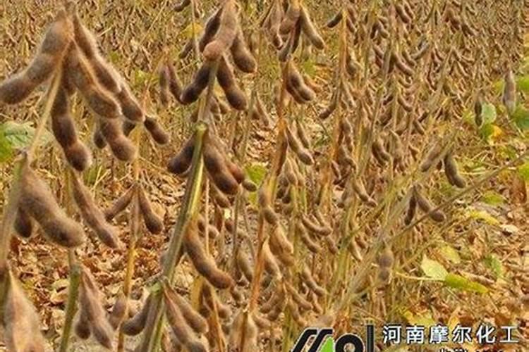 大豆喷施啥叶面肥最好