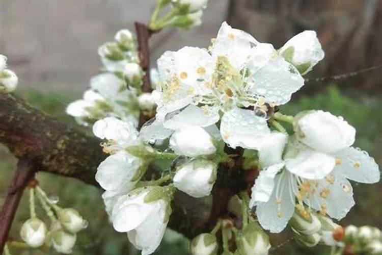 脐橙开花后怎么养 脐橙开花后如何养