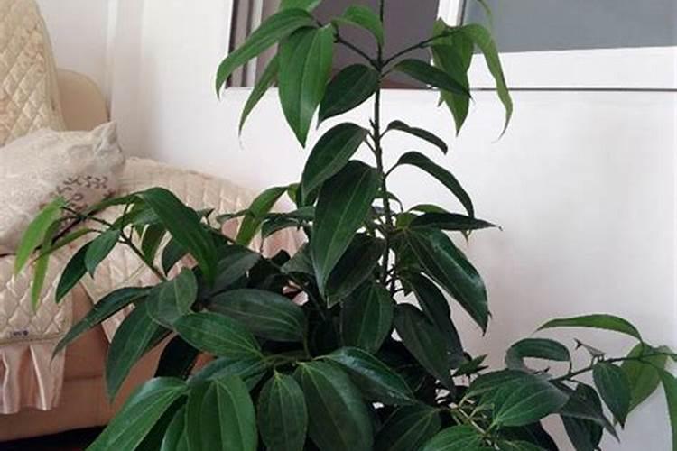 平安树用什么肥料