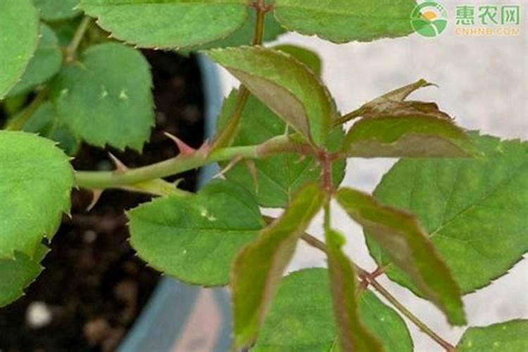 桂花树施肥用什么肥料好 施什么肥长得最快