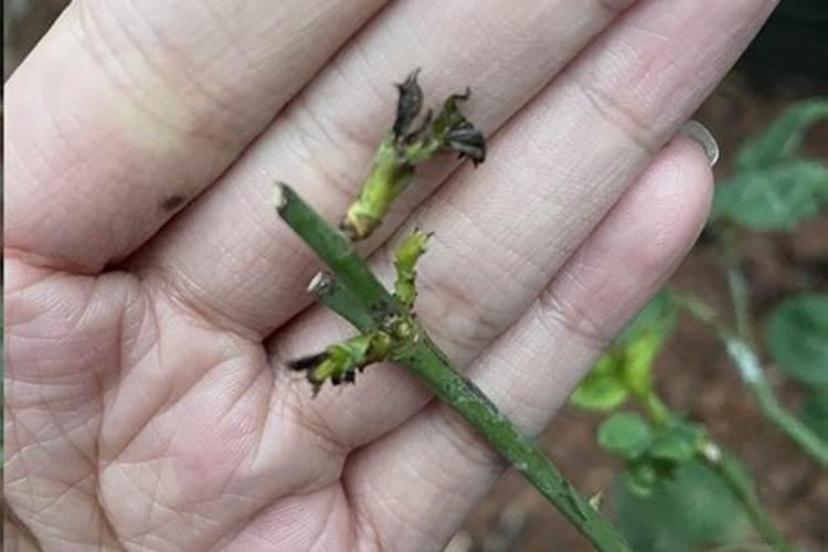 7月猕猴桃出现新芽,怎样处理比较好呢？