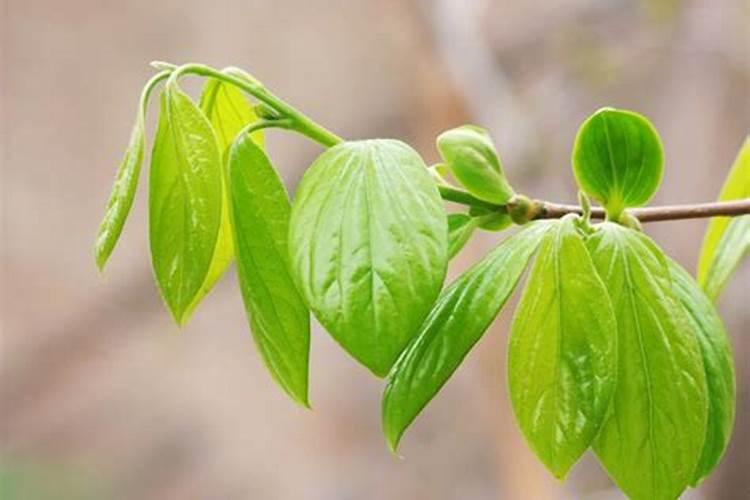 柿子树卷叶是怎么回事？既没发现虫子,也看发现蚜虫。