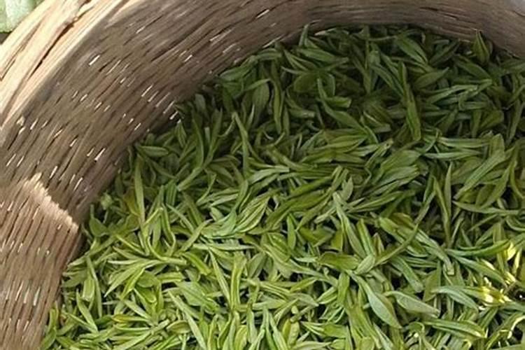 安吉白茶种植:茶园土壤板结的原因、原理及补救