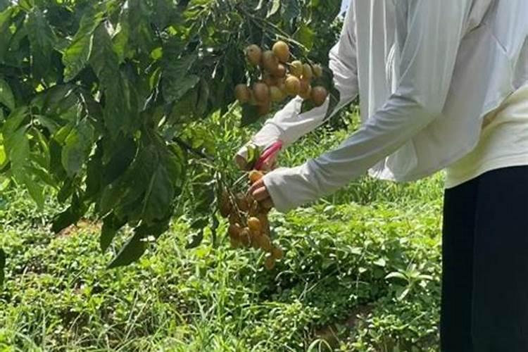 黄皮的田间管理技术 黄皮应该怎么施肥