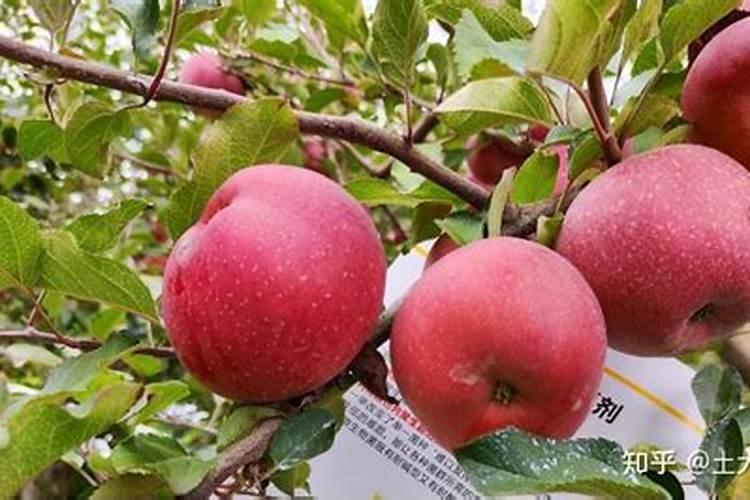 红映天叶面肥哪里买