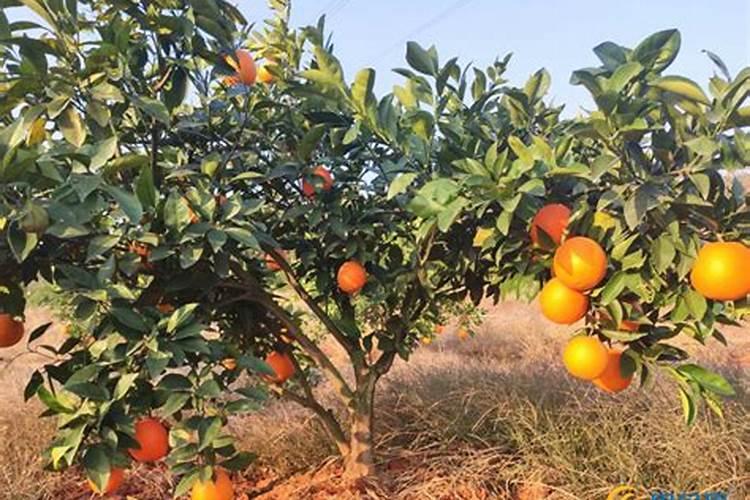 两年脐橙树怎样施肥？和管理 。请求大师