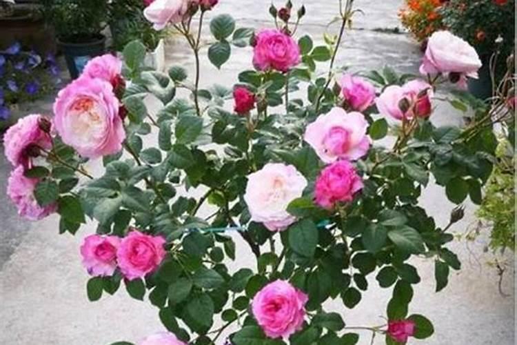 月季春天发芽后管理是什么？