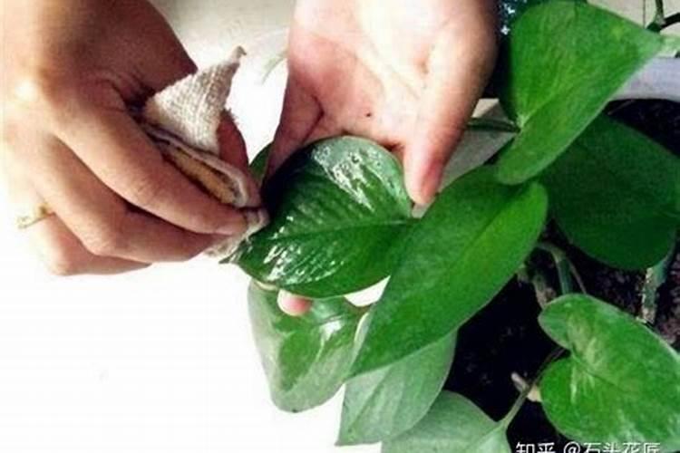 水培绿萝用什么肥料