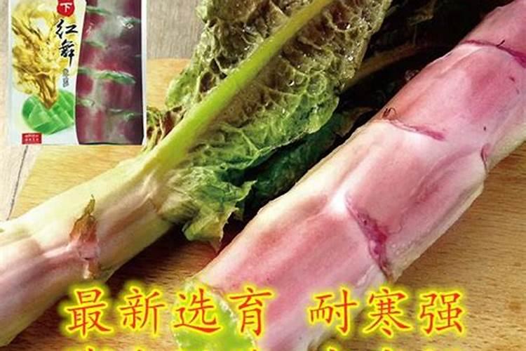 红叶莴笋的种植技术