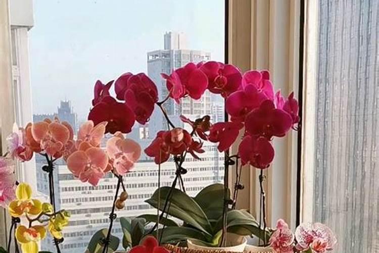 蝴蝶兰什么时候才需要补磷钾肥促花