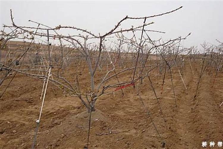 樱桃保花保果叶面喷什么好？樱桃挂果期用什么肥料吸收好？