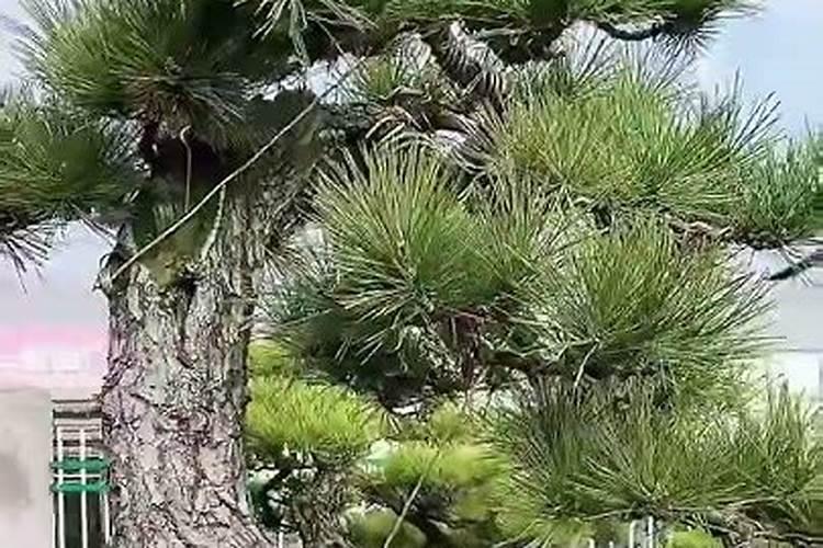 黑松用什么肥料最好