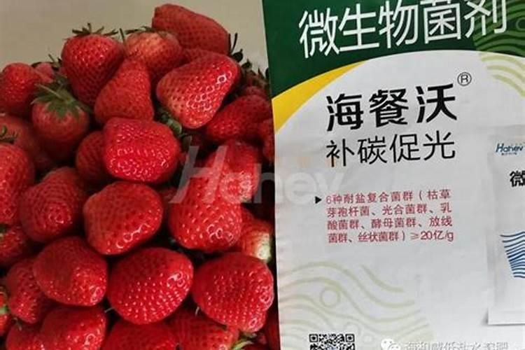 草莓滴灌钙肥一亩多少斤？