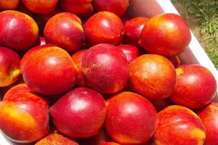 桃子采摘后可以对桃子树施肥吗