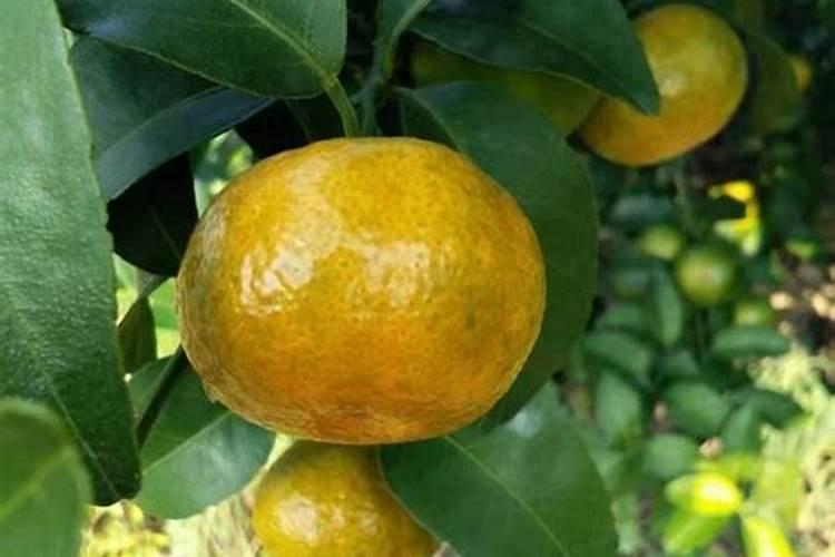 想要柑橘转色快一点,用什么肥料最好？