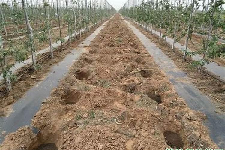 植物什么时候施用磷肥