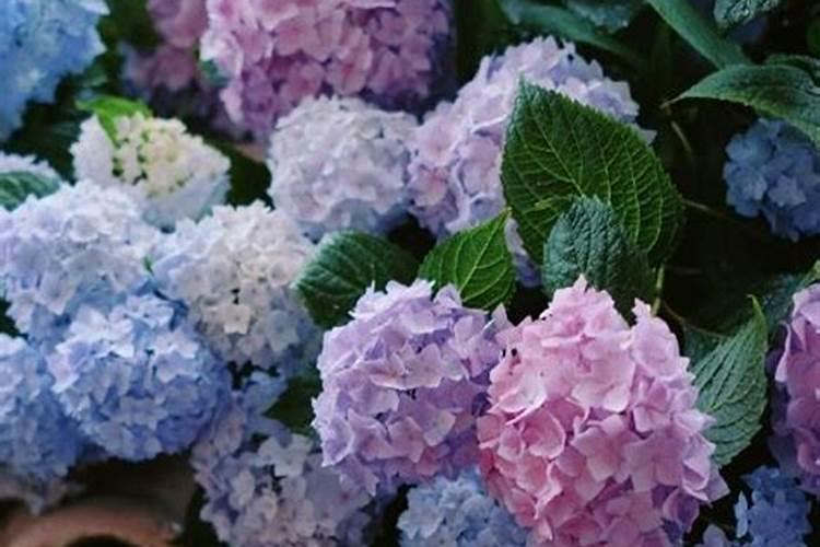 绣球有花苞了该怎么施肥