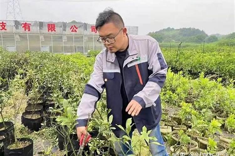 果树专用肥有什么推荐？