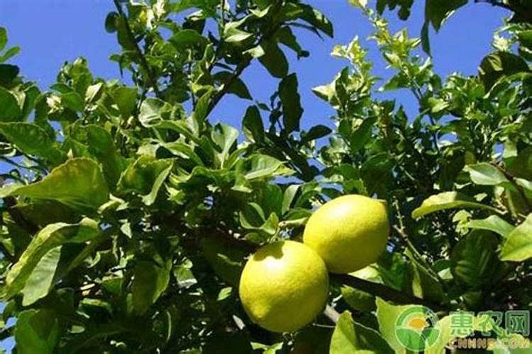 在柠檬树开花的时候,可以用磷酸二氢钾做肥料吗？