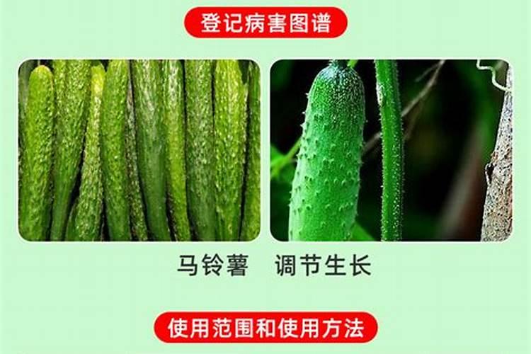 黄瓜结果期能用赤霉酸
