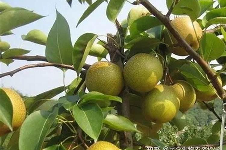 梨树春季施肥用什么肥料