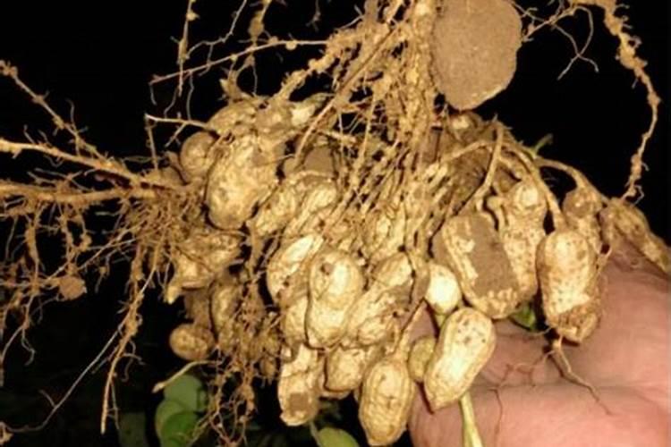 种植花生和大豆时,不需要施氮肥的原因是( )A.土壤中的氮肥足够多B.大...