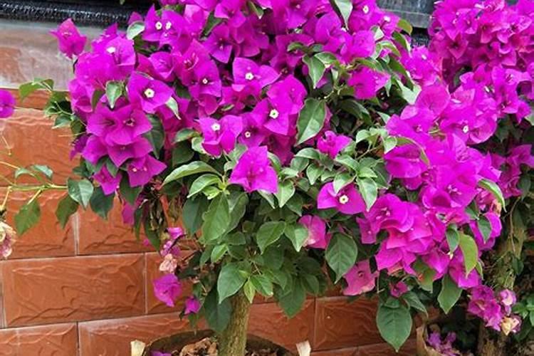 三角梅夏天能施肥吗？适合用哪种肥料以及多久施一次？