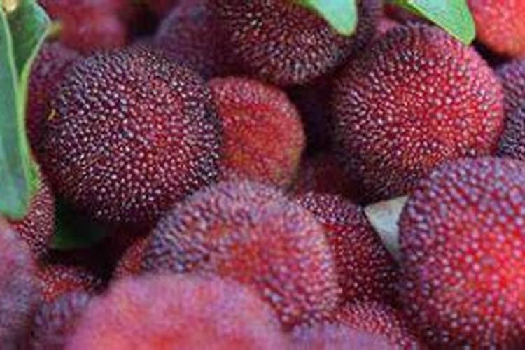 芸苔素锌硼二氢钾杨梅树上怎样用法