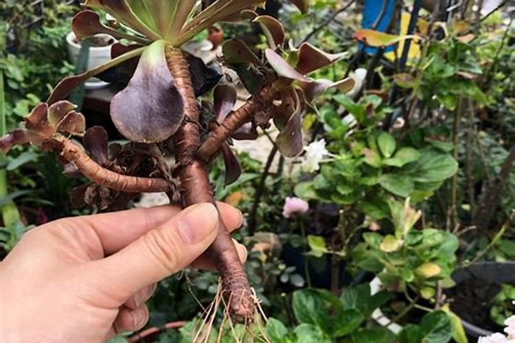 多肉法师扦插繁殖方法