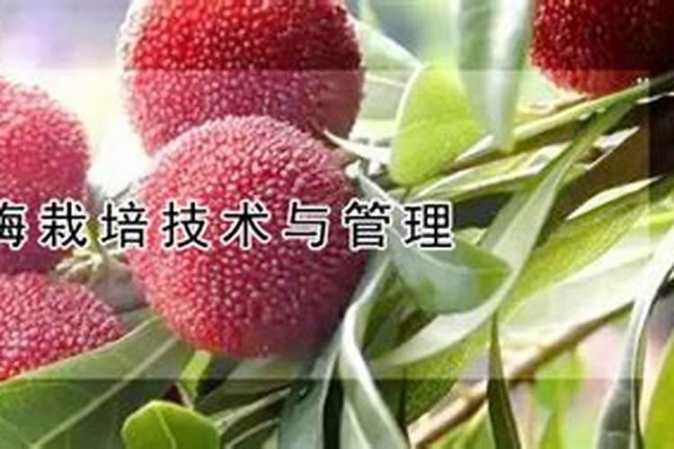 杨梅树施什么肥最好