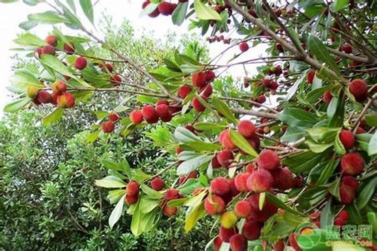 杨梅结果期用什么方法最有效