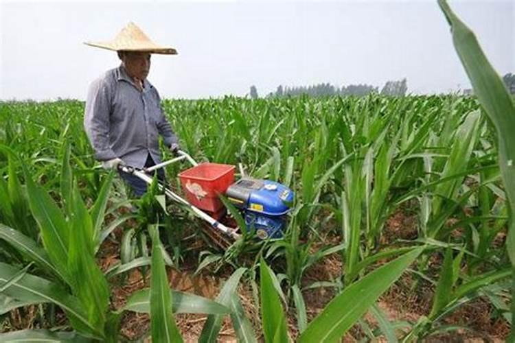 甘蔗七月份施什么肥好