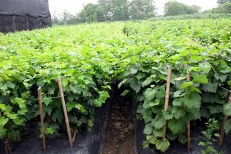 葡萄各个时期的施肥技巧