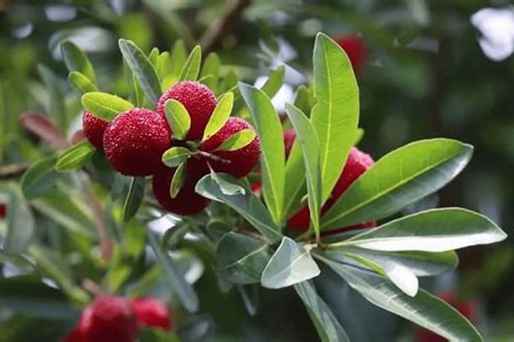 硫酸钾施杨梅树在什么时候最适合？