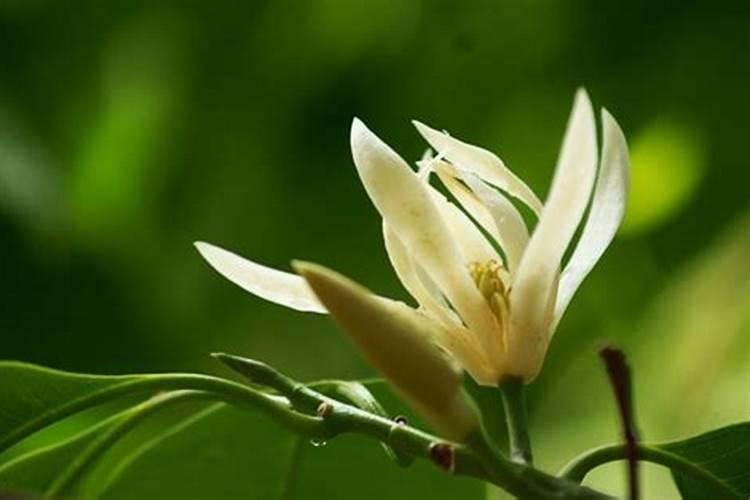 白兰花正常多久施肥