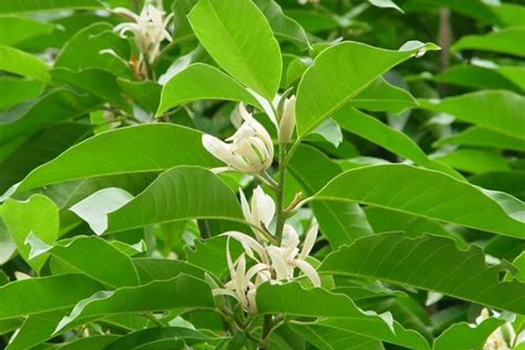 白兰花什么时候施肥