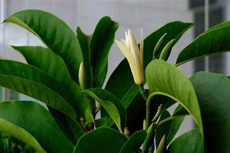 白兰花正常多久施肥