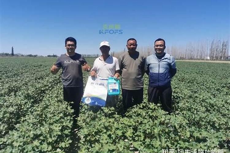 棉花施肥时间