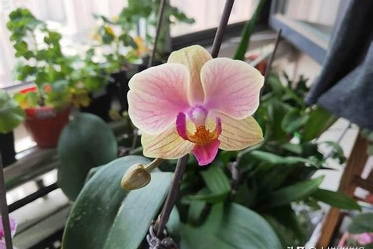 蝴蝶兰多久施肥