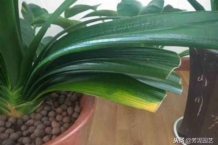 君子兰怎么施肥